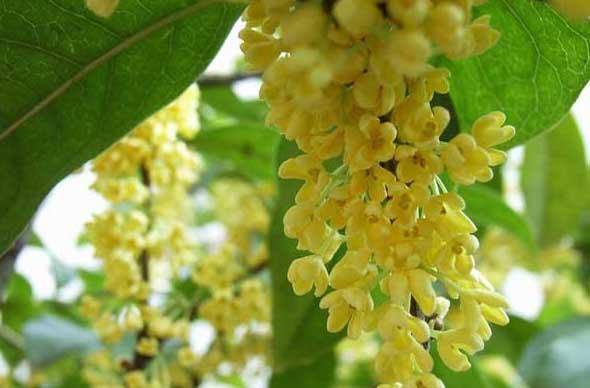 桂花