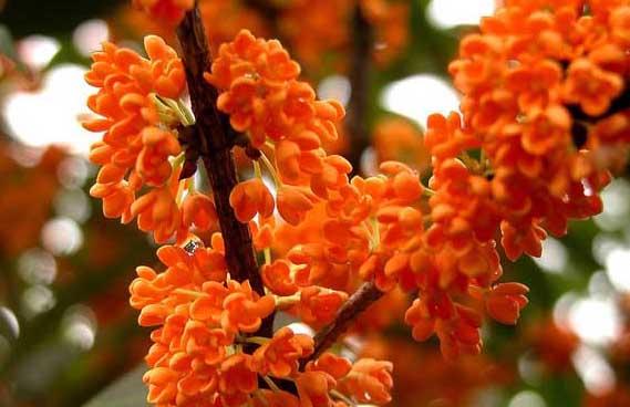 桂花图片