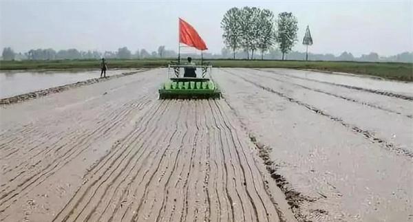 怎样确定优质水稻直播的播种量