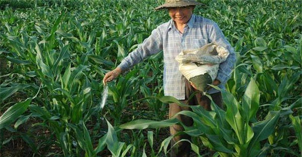 重施磷肥、巧施穗肥