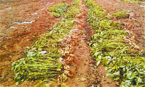 花生清理病株