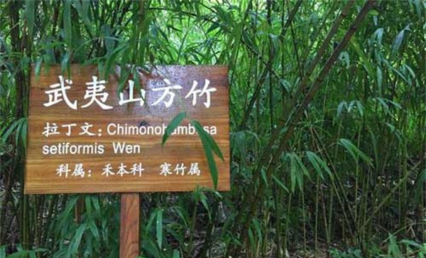 方竹是什么样的竹子