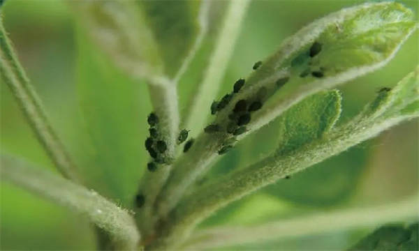苹果瘤蚜有何为害特点