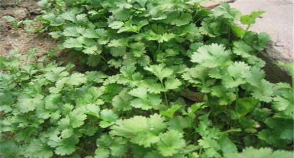 香菜夏季种植如何能高产