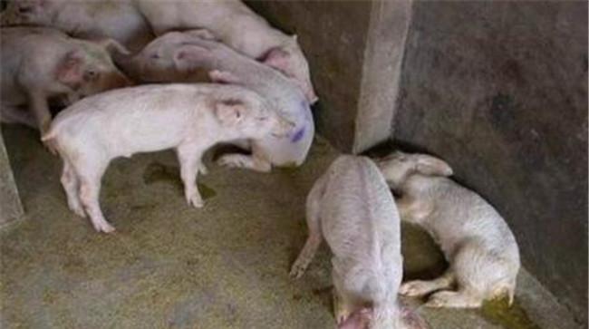 乳猪下痢的症状与治疗方法