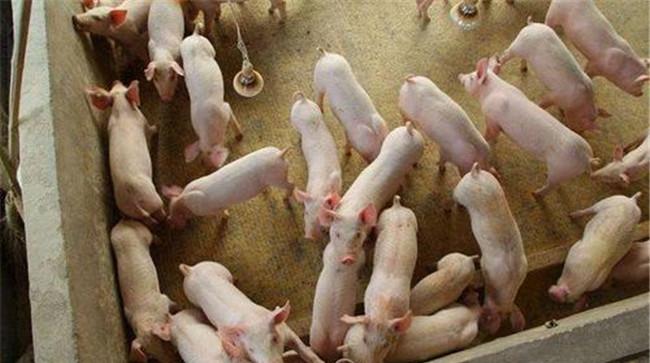 如何预防乳猪下痢