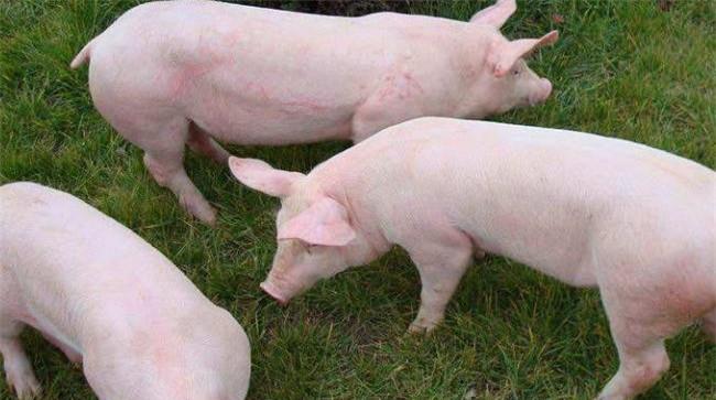 瘦肉型猪生长的特点