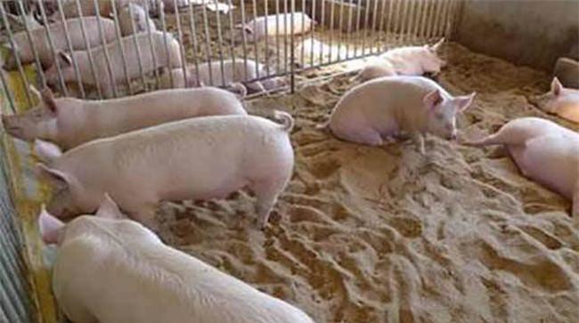 瘦肉型猪的饲养管理要点