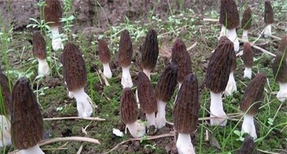 羊肚菌林下种植方法
