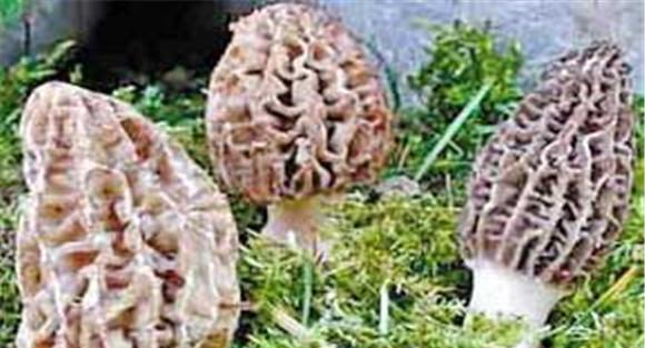 羊肚菌栽后管理技术要点