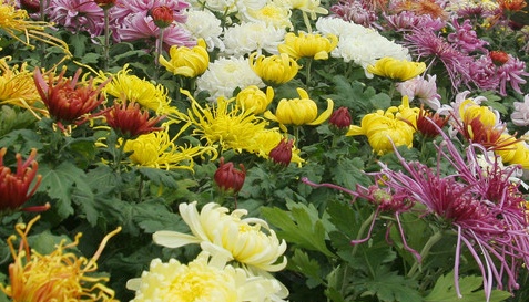 菊花品种