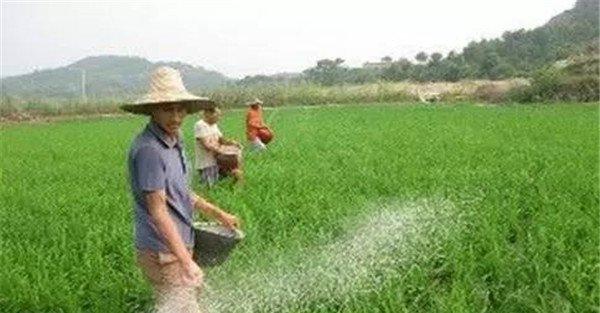 尿素施用时间