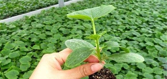 黄瓜嫁接南瓜的好处