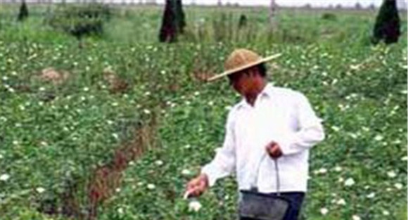 棉花如何施肥效果好