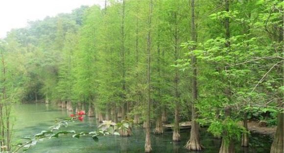 水杉是常绿还是落叶树种