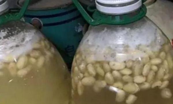 黄豆沤肥需要多长时间