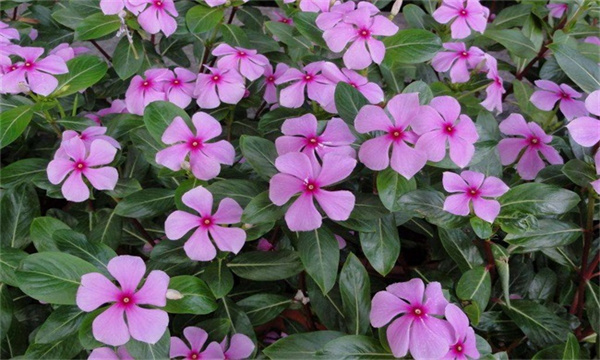 长春花播种时间