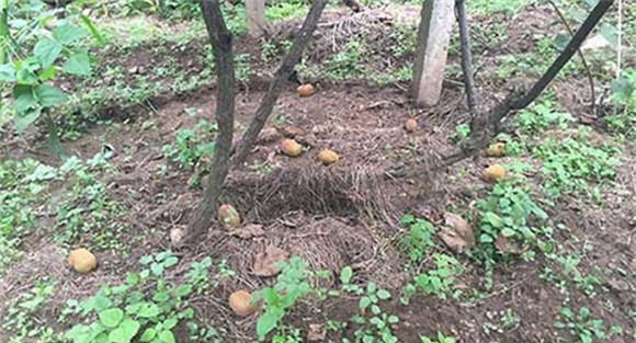 猕猴桃落果是什么原因