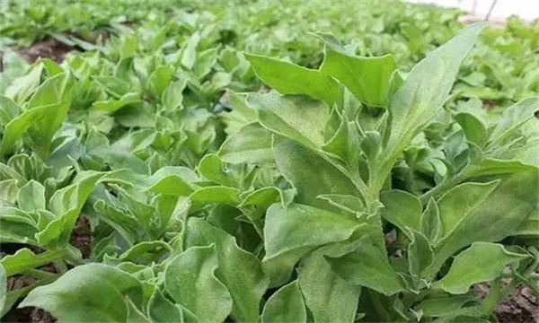 冰菜的种植时间