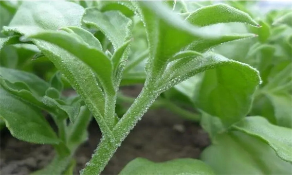 冰菜的种植栽培方法
