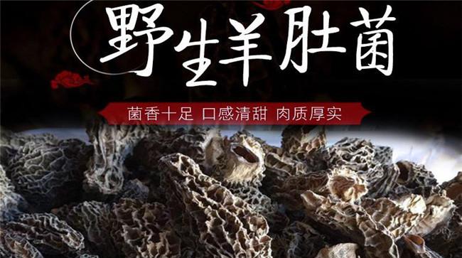 怎样区分羊肚菌是不是野生的