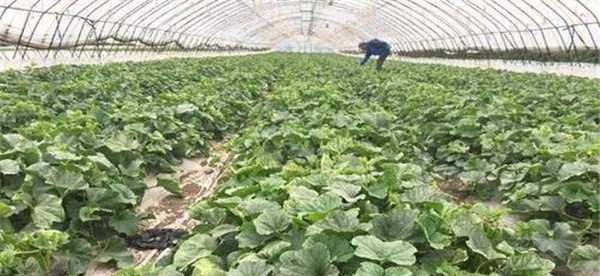温室甜瓜温度管理的增温方法