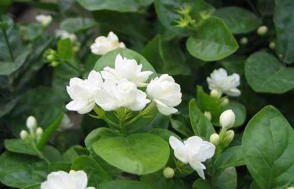 茉莉花的养殖方法