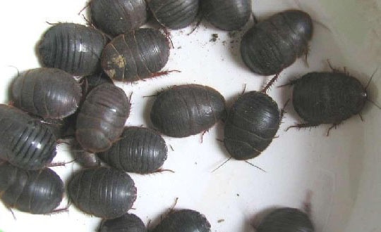 雌雄地鳖虫的鉴别