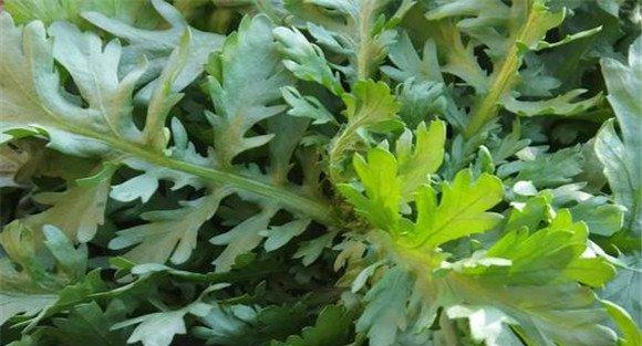 茼蒿叶枯病的防治方法