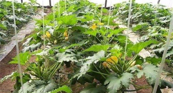 秋季西葫芦的种植密度