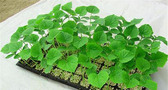 甜瓜育苗与定植技术