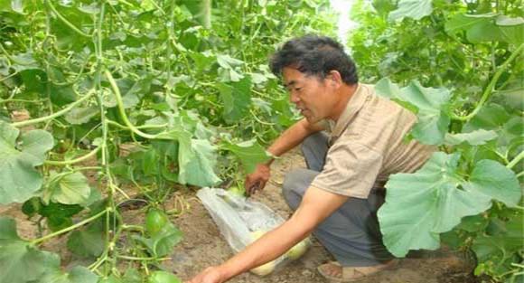 露地薄皮甜瓜种植技术与管理要点