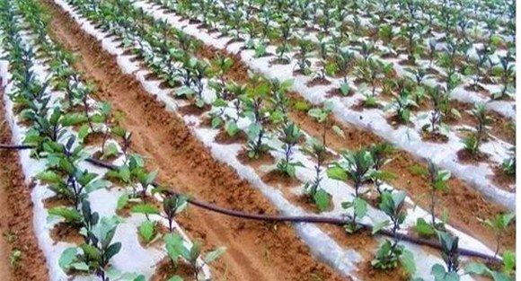 日光温室无公害反季节茄子的栽培技术