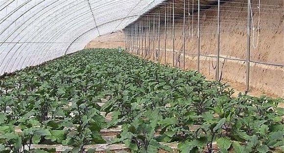 茄子定植后的管理