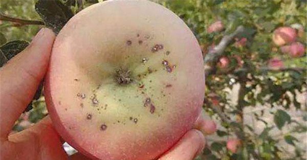 苹果黑点病发生的原因