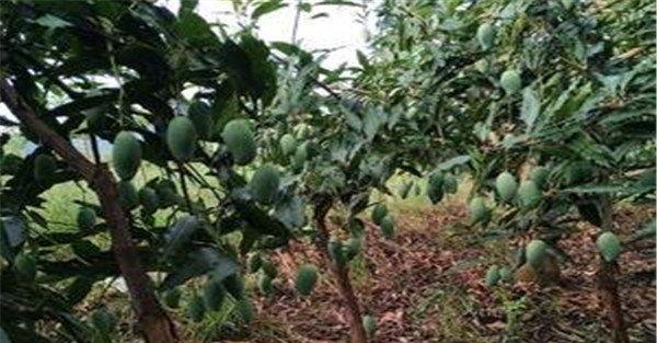 芒果原产地是哪个国家