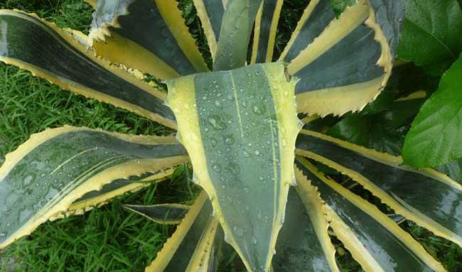 龙舌兰科植物图片大全