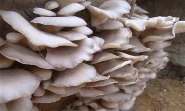 栽培平菇如何选择和处理场地