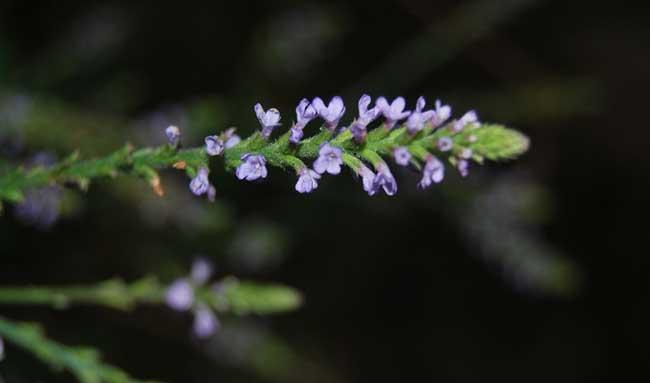 花卉种植方法