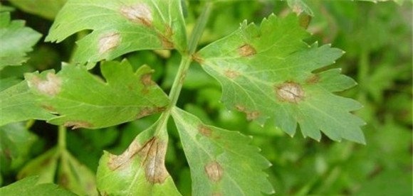 芹菜早疫病危害症状