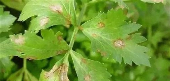 芹菜早疫病如何防治