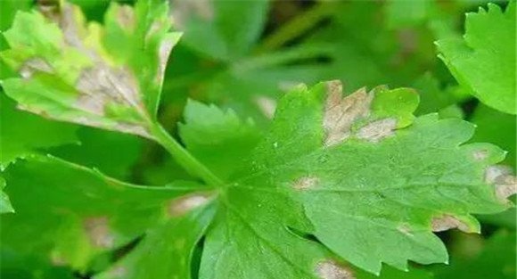 芹菜早疫病发病规律