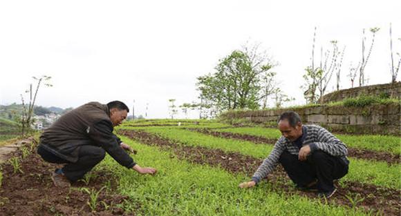 水稻旱育秧田化学除草