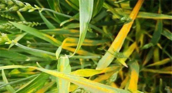 小麦锈病的防治