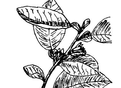 花卉的功效与作用