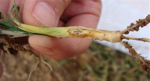 小麦土传花叶病传播途径