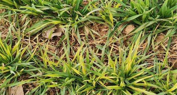 小麦土传花叶病毒病的症状特征