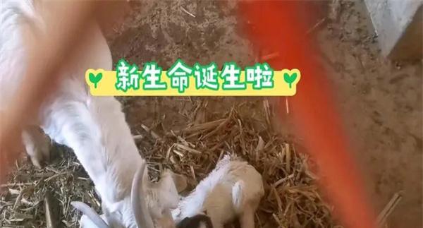 母羊产后如何护理
