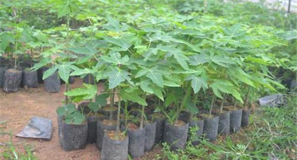 木瓜最佳种植时间