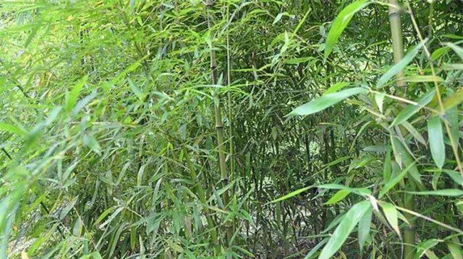 水竹的形态特征